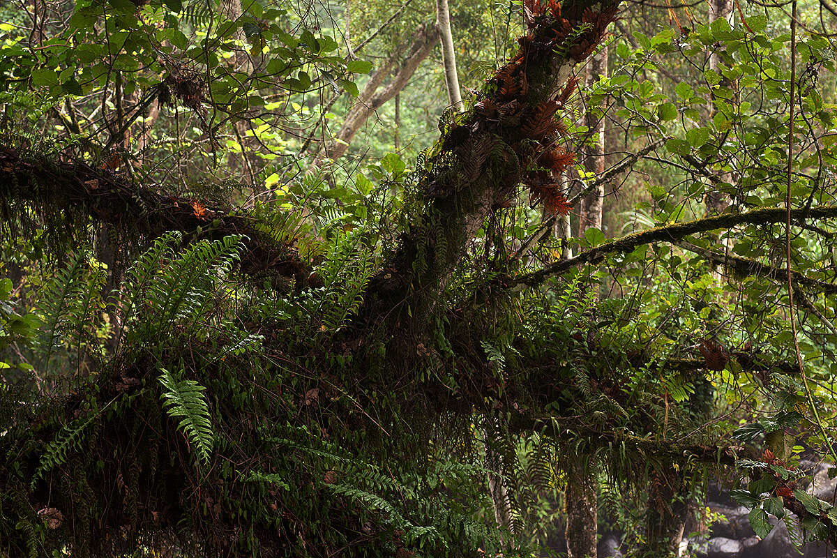 Imagem de Aglaomorpha volkensii (Hieron.) Hovenkamp & S. Linds.