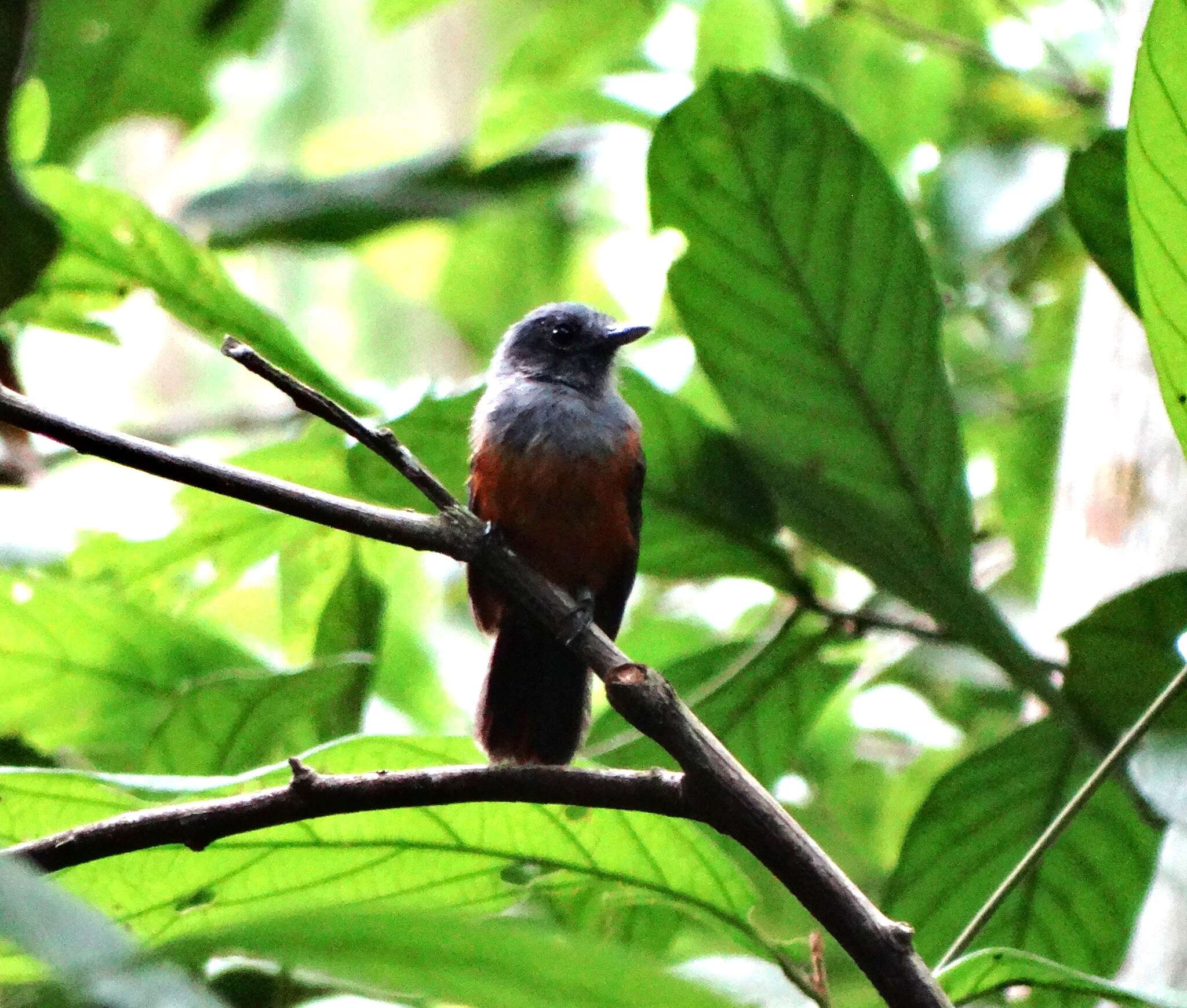 Image of Bluish-slate Antshrike