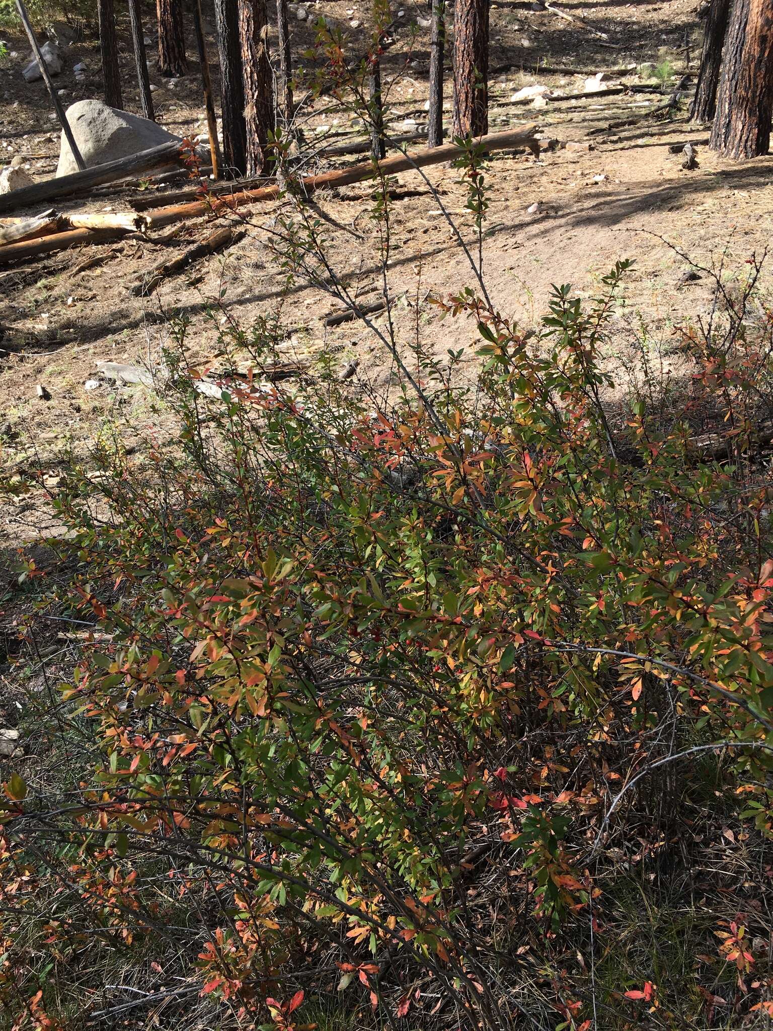 Plancia ëd Berberis fendleri A. Gray