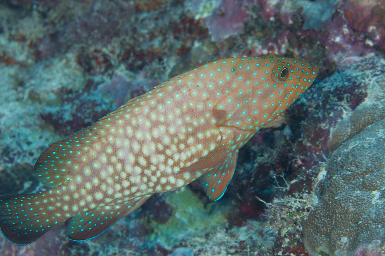 Image of Blue-spotted grouper