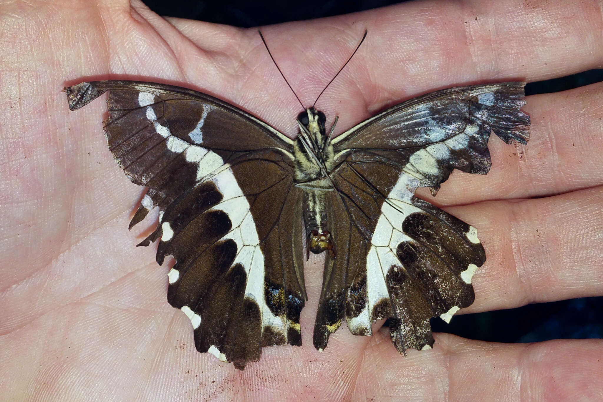 Image of Papilio delalandei Godart (1824)