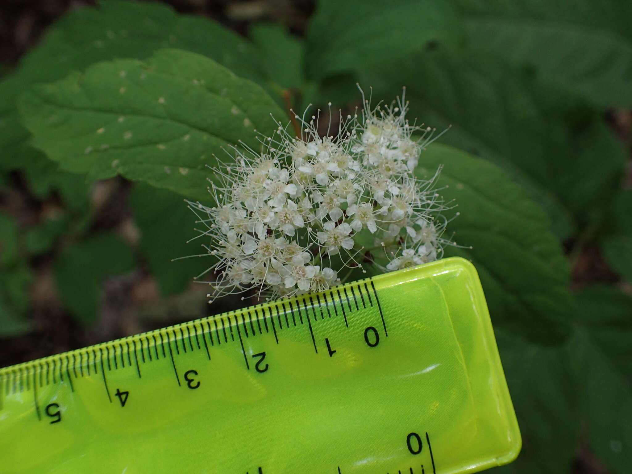 Image of Spiraea corymbosa