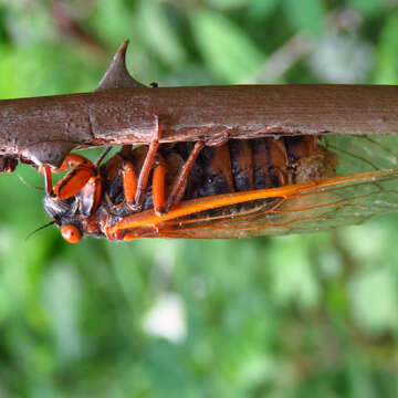 Image of Massospora cicadina Peck 1878