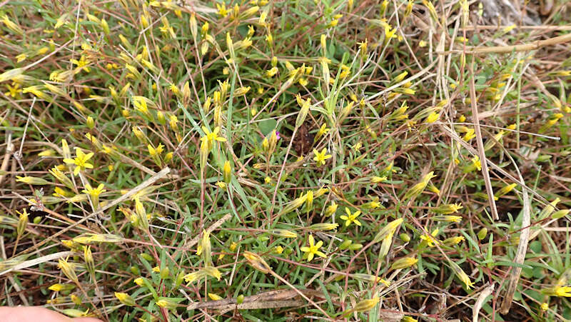 Image of sanddune cinchweed