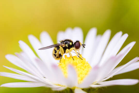 Image of Dalmannia punctata (Fabricius 1794)