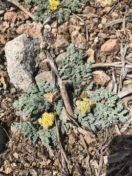 Image of longstalk springparsley