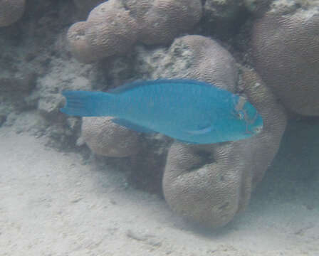 Image of Pacific slopehead parrotfish