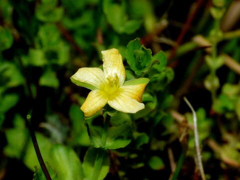 Image de Hypericum japonicum subsp. japonicum