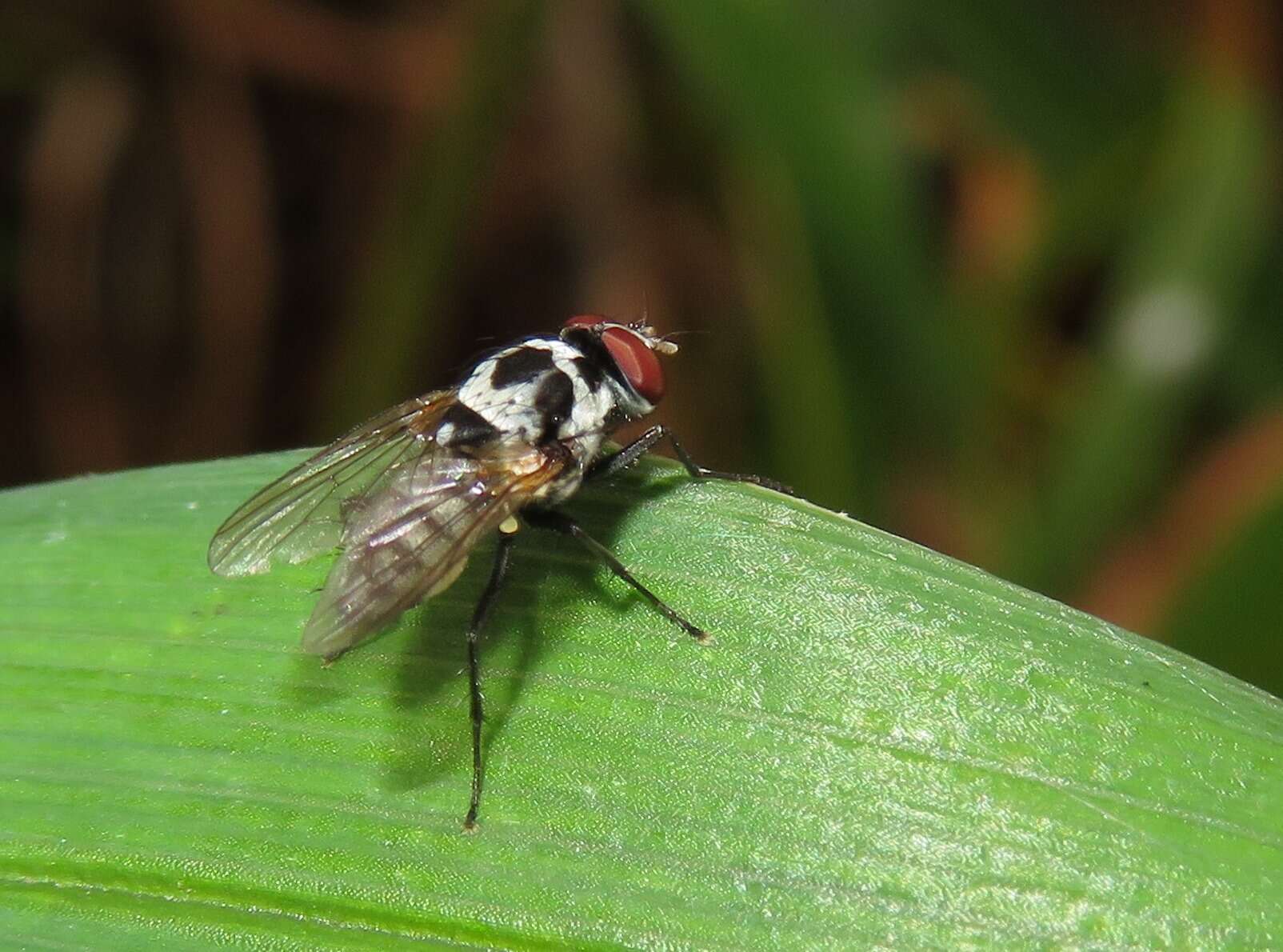 Sivun Anthomyia procellaris Rondani 1866 kuva