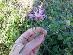 Image of rough star-thistle