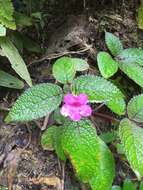 Image of Chrysothemis melittifolia