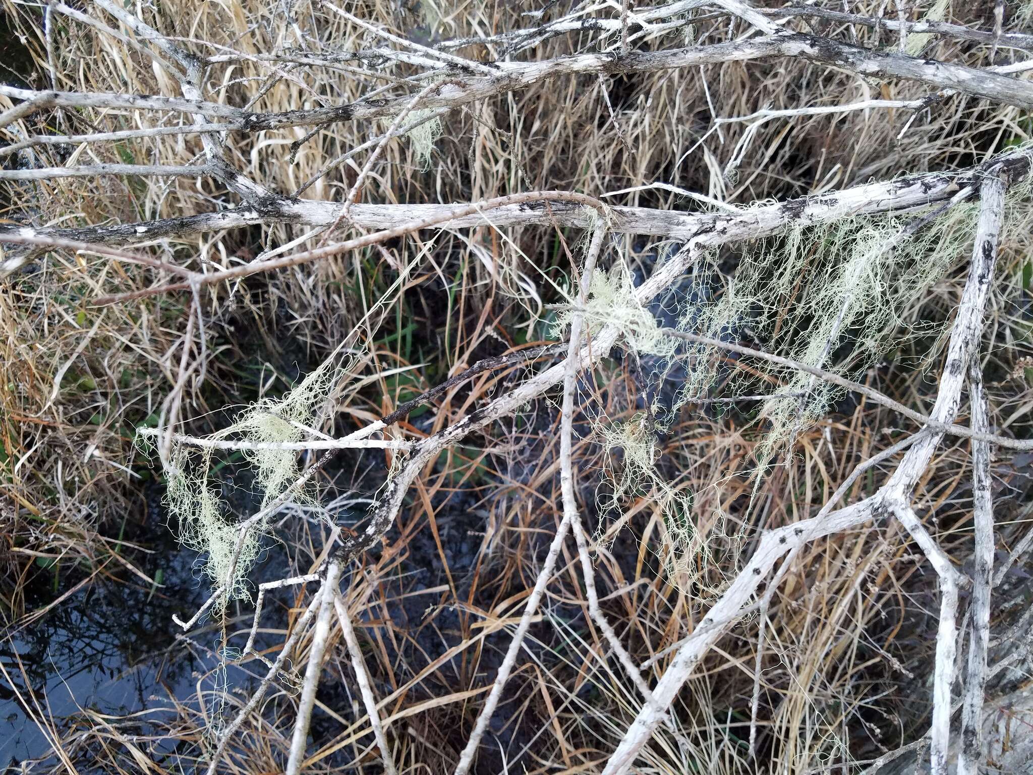 Image of cartilage lichen