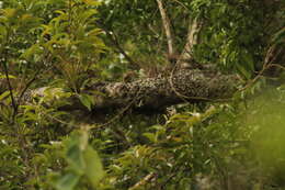 Image of Common Bush Tanager