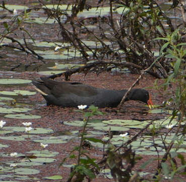 Gallinula tenebrosa tenebrosa Gould 1846 resmi