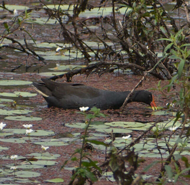 Plancia ëd Gallinula tenebrosa tenebrosa Gould 1846