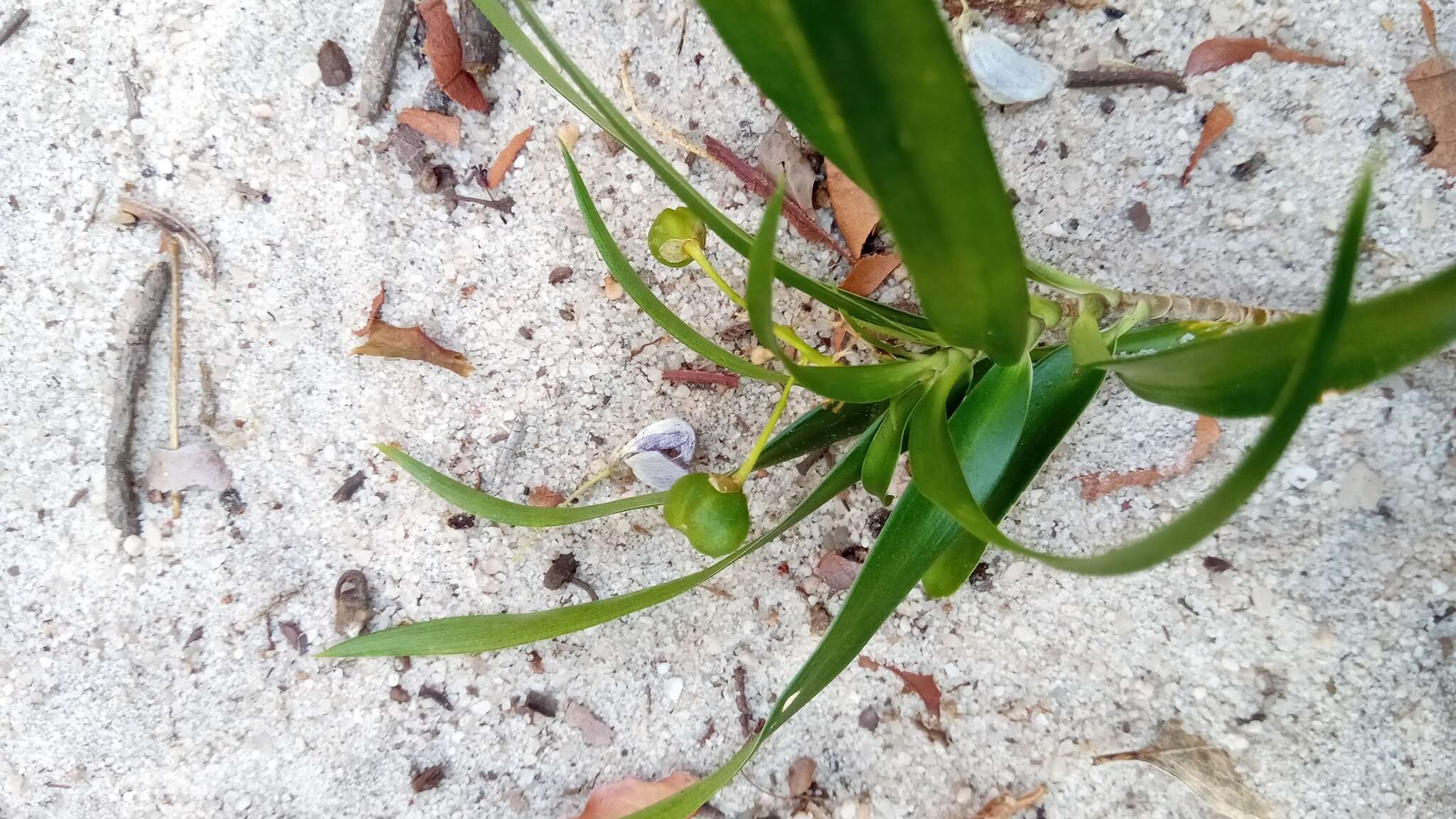 Image of Dracaena reflexa var. occidentalis H. Perrier