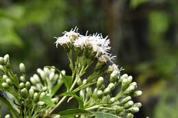 Sivun Chromolaena glaberrima (DC.) R. King & H. Rob. kuva