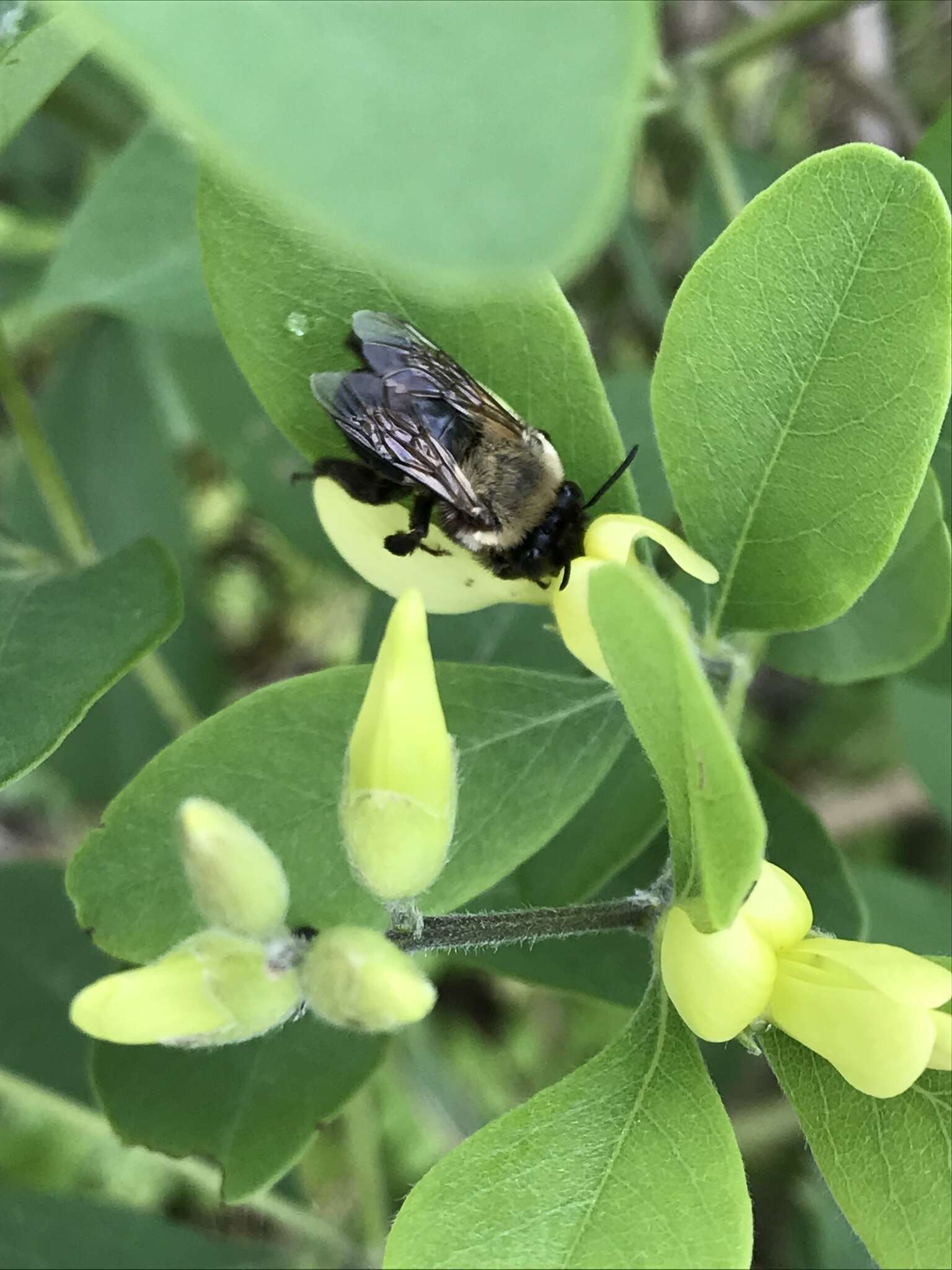 Image of Blueberry Habropoda