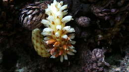 Image of Conopholis panamensis R. E. Woodson