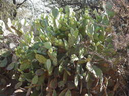 Image of Opuntia quimilo K. Schum.