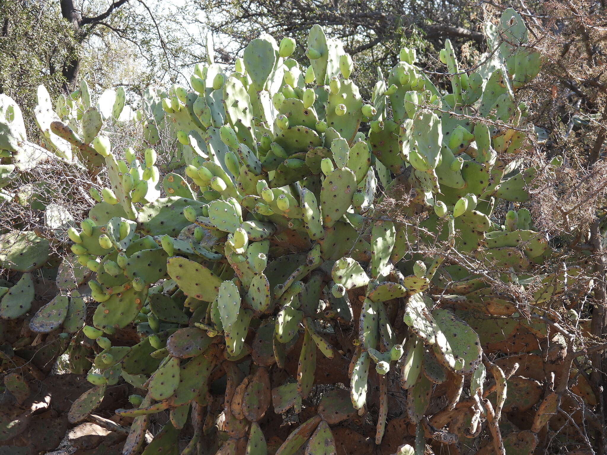 Imagem de Opuntia quimilo K. Schum.