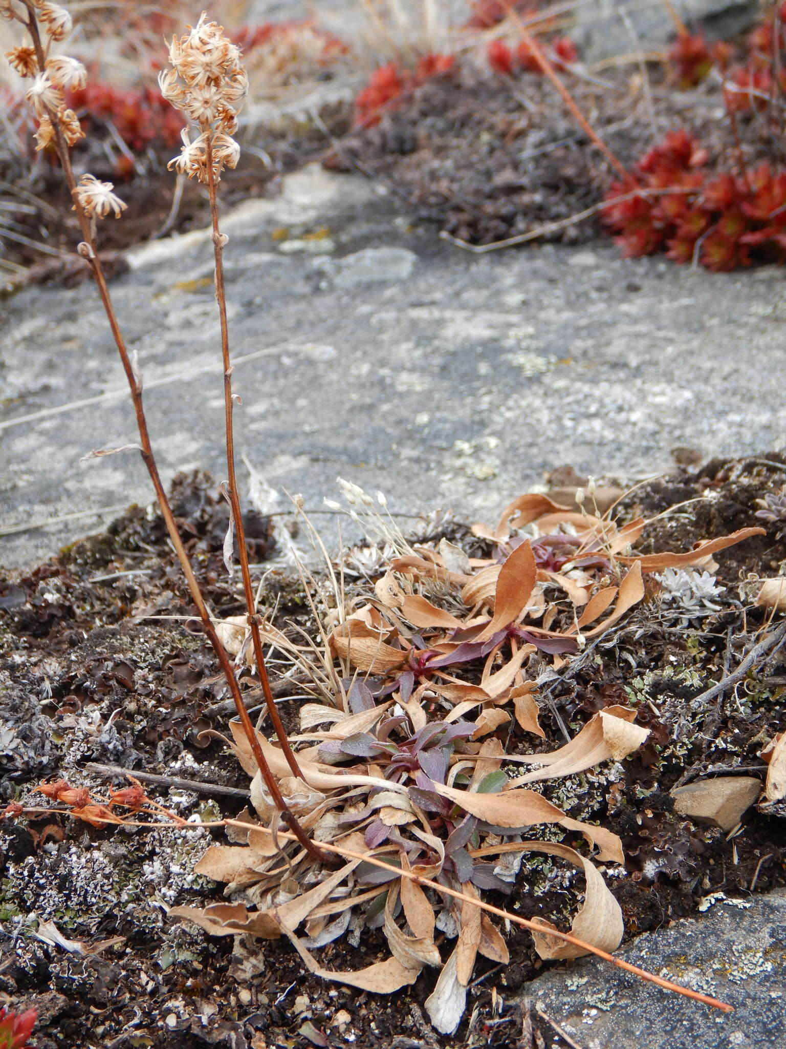 Image of Mt. Albert goldenrod