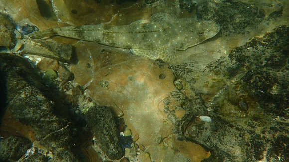 Image of Bluespot flathead