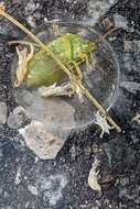 Image of Red-banded Stink Bug