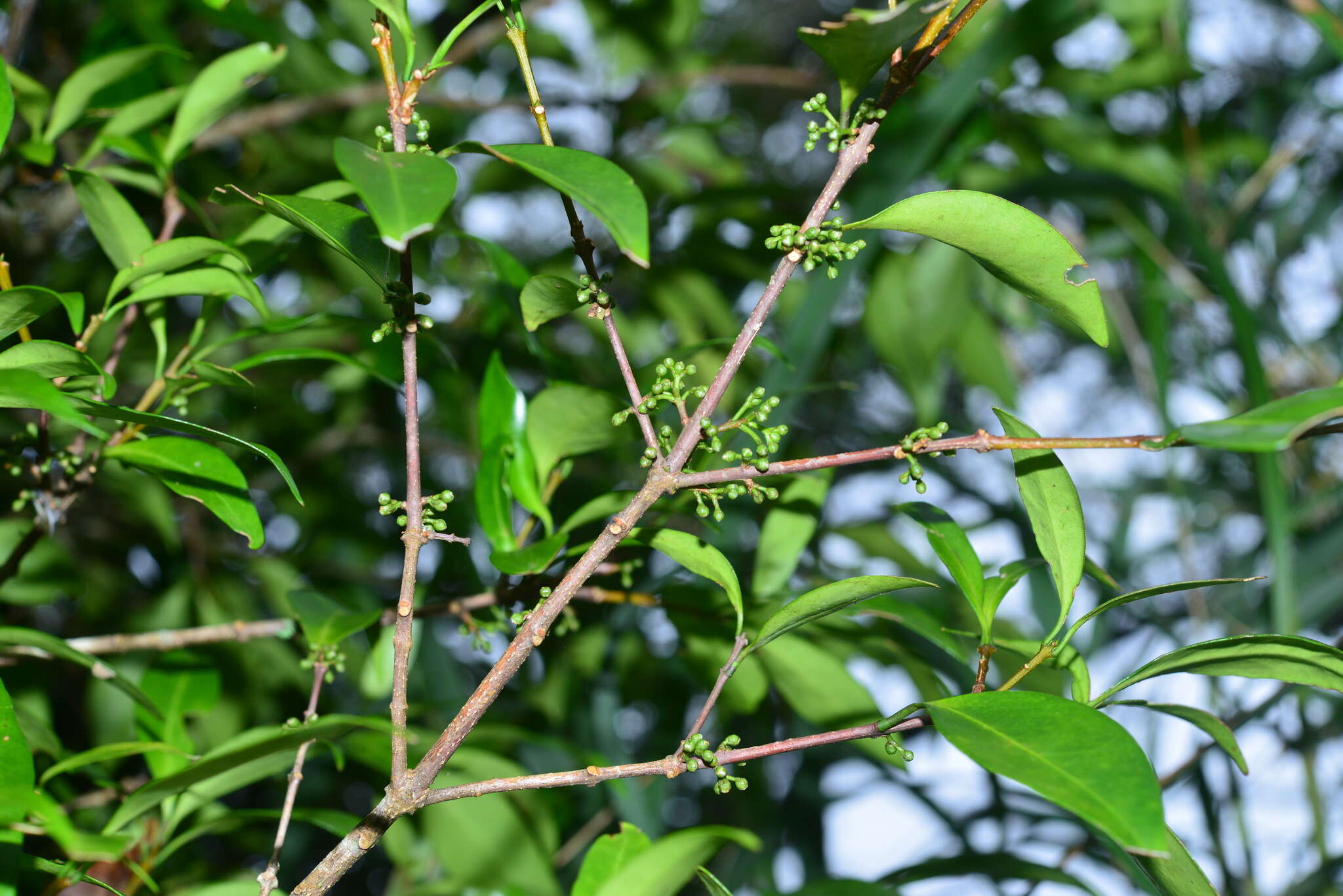 Image of Microtropis yunnanensis (Hu) C. Y. Cheng & T. C. Kao ex Q. H. Chen