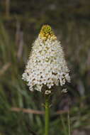 Image of Bulbinella nutans subsp. turfosicola (P. L. Perry) P. L. Perry