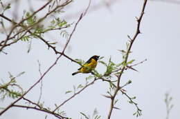 Image of Euphonia godmani