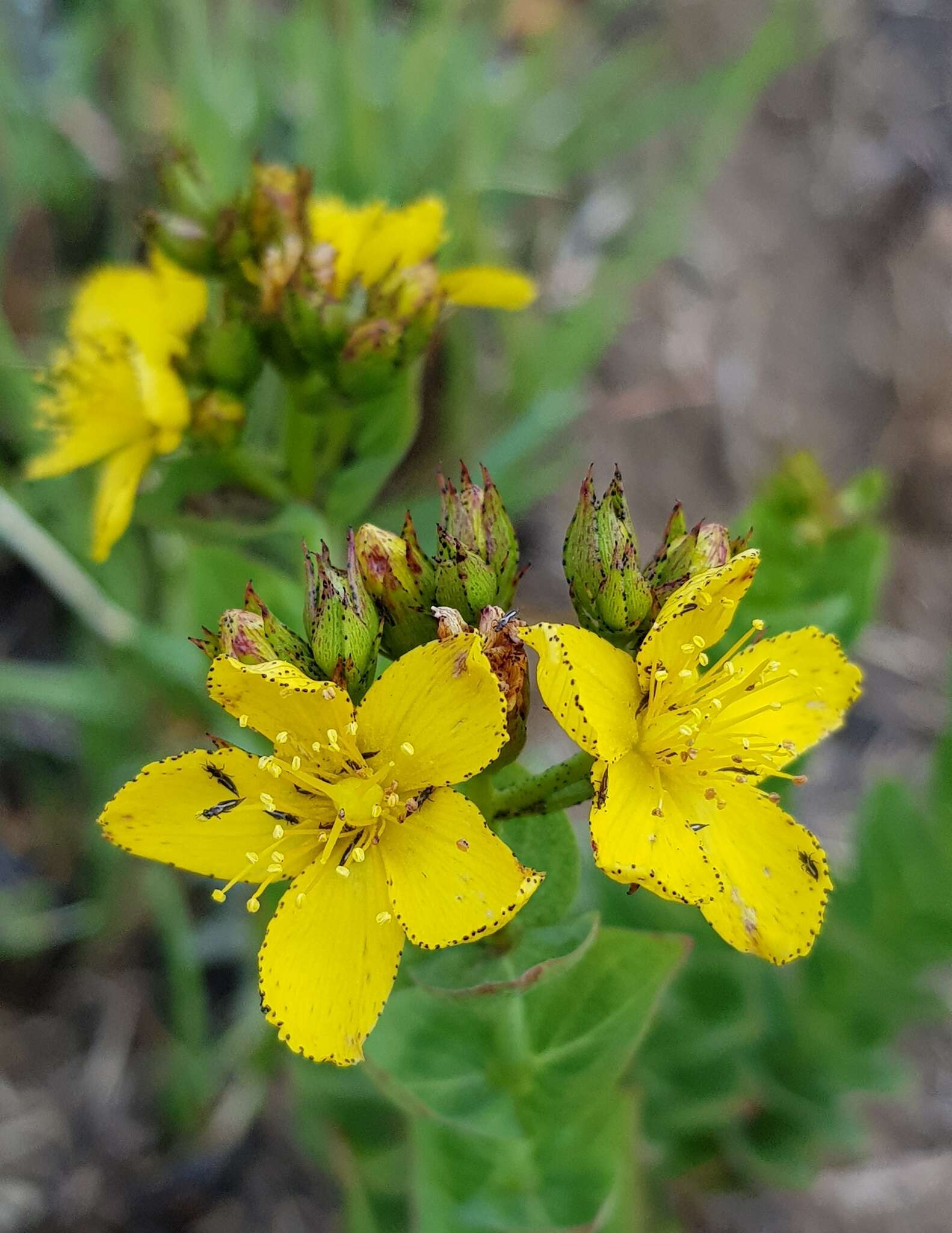 Imagem de Hypericum aethiopicum Thunb.