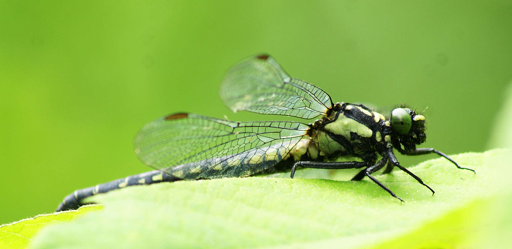 صورة Davidius lunatus (Bartenev 1914)