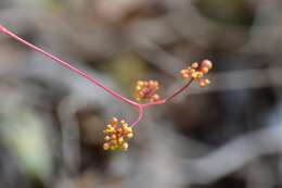 Image of Ampelocissus acapulcensis (Kunth) Planch.