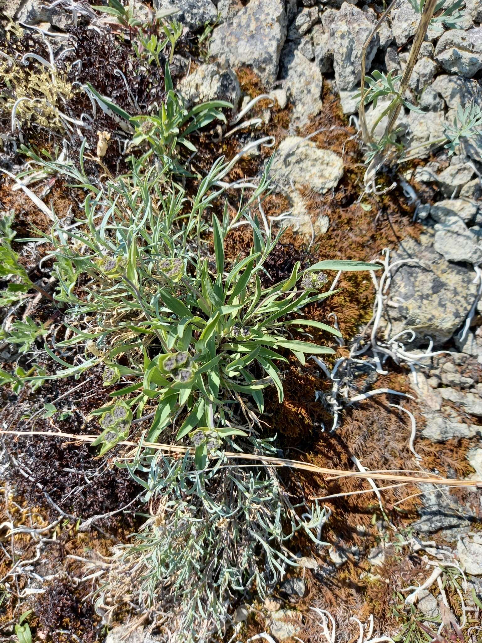 Image of Bupleurum triradiatum Adams ex Hoffm.