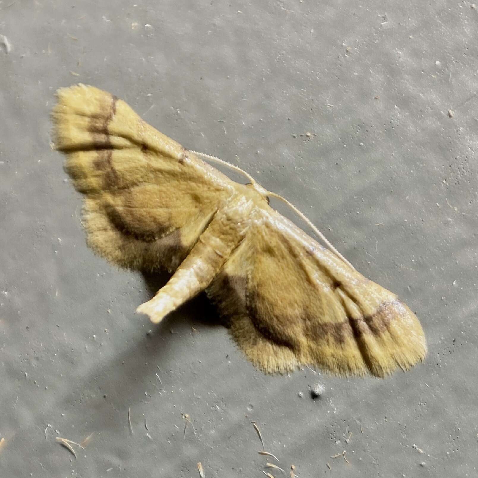 Image of Idaea trypheropa Meyrick 1889