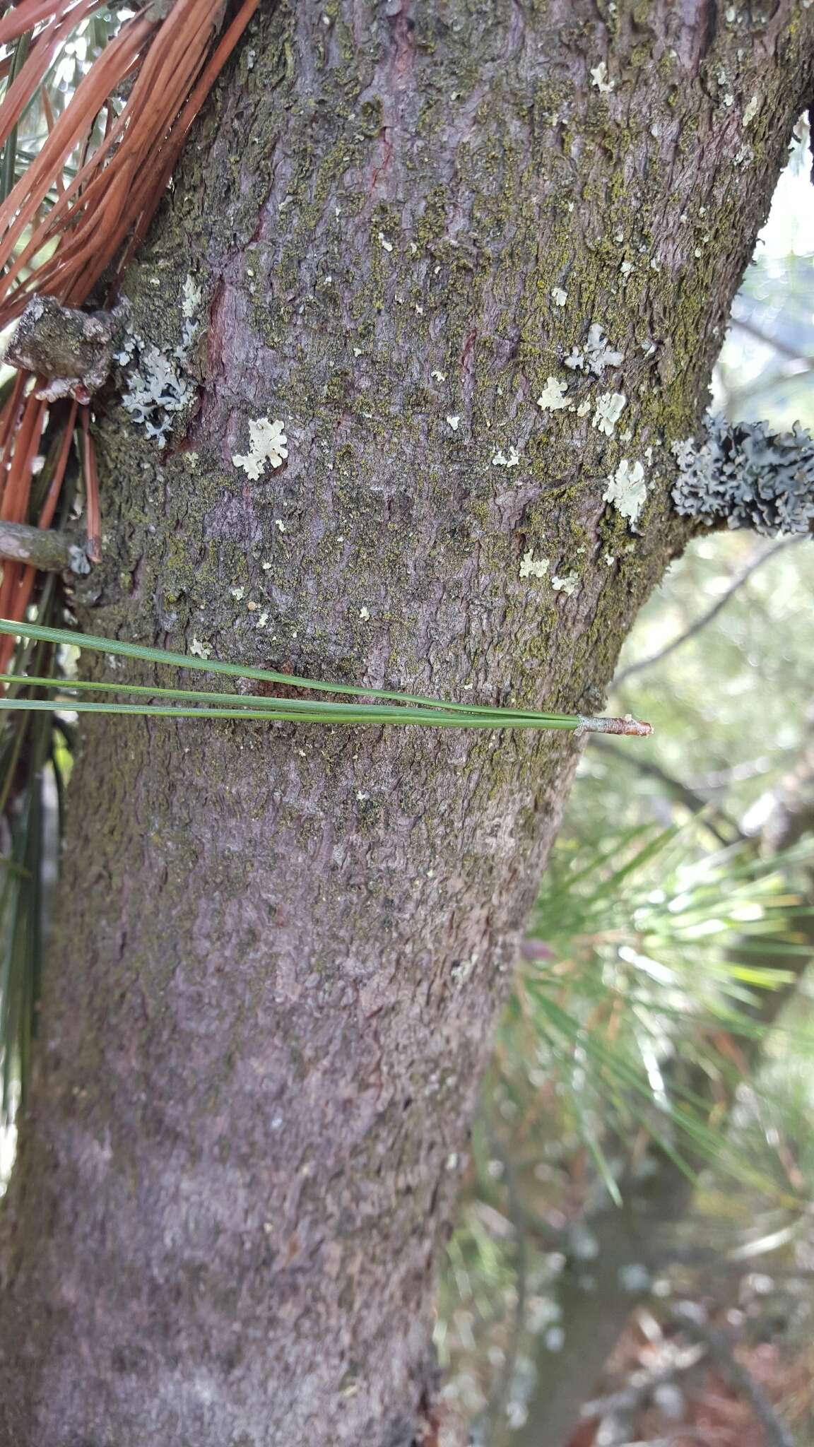 Imagem de Pinus attenuata Lemmon