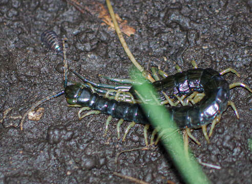 Image of Otostigmus silvestrii Kraepelin 1903