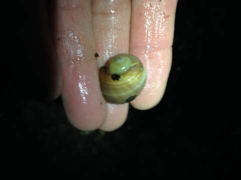 Image of Aleutian moon snail