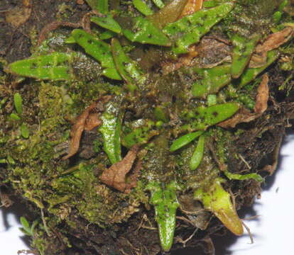 Image of Plantago triandra Bergg.