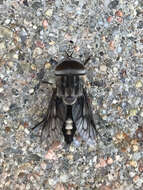 Imagem de Tabanus trimaculatus Palisot