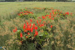 Imagem de Erythrina zeyheri Harv.