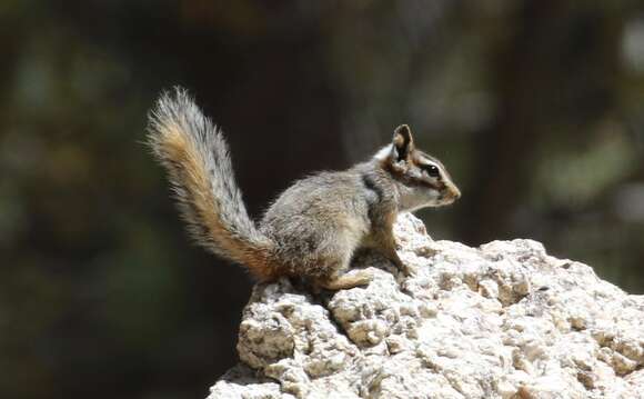 Image of Cliff Chipmunk