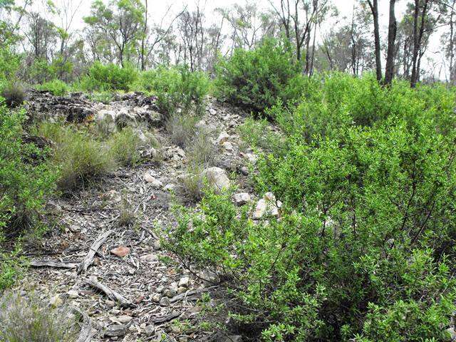 Image of Gaping Mint-bush