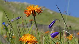 Image of Crepis aurea subsp. aurea