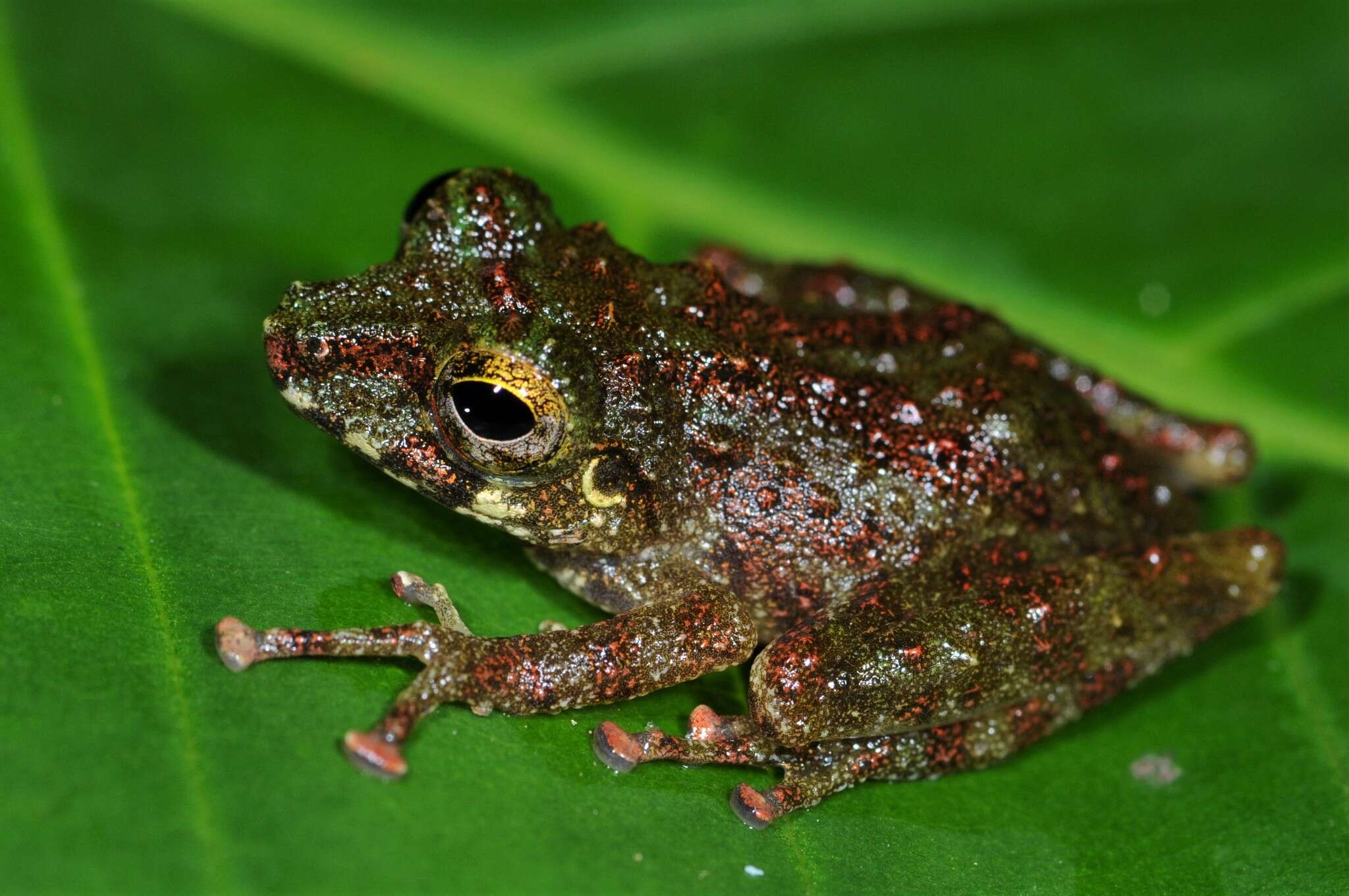 Image of Gunung Mulu Bubble-nest Frog