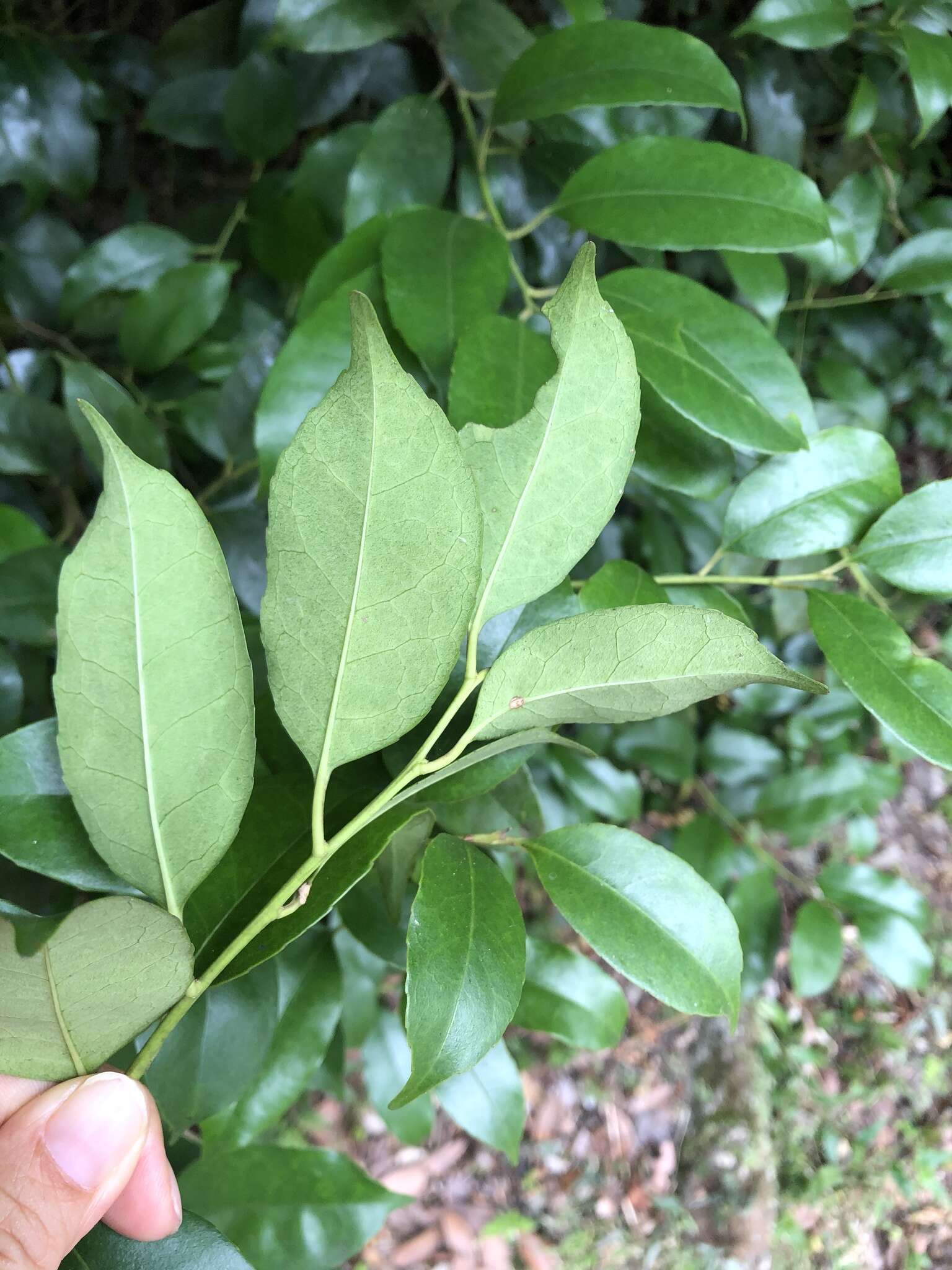 Слика од Ilex ficoidea Hemsl.