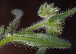 Image of Cryptantha barbigera var. barbigera