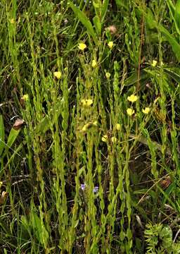 Image of stiff yellow flax