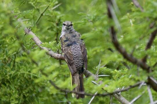 Campephaga Vieillot 1816 resmi